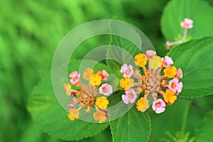 Latana flower. Top view of flowers made of many small pink and yellow parts Greece on fresh green leaves background. photo