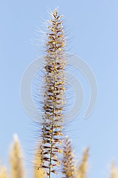 Latang Grass Flower
