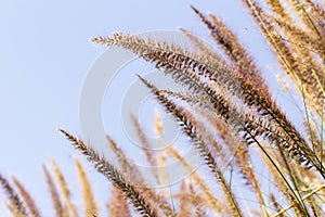 Latang Grass Flower with blue sky