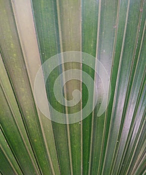 Latar belakang tropis musim panas yang hijau dengan daun dan tanaman palem yang eksotis. Leaves, leaf.