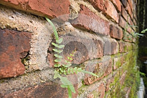 latar belakang yang indah dari tanaman liar yang tumbuh di dinding. photo