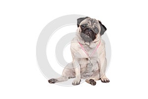 Latchkey child, sad looking pug dog puppy wearing keycord with keys around neck