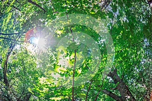 Late afternoon forest canopy view, warm diffused lighting, leaf patterns, green and autumn hues, tree trunks, lattice-like