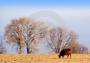 Late Afternoon Grazing Cow