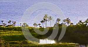 Late afternoon ocean view with palm  trees