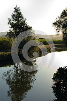 Late Afternoon Reflections