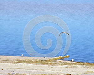 Gull Flying Over Salton Sea