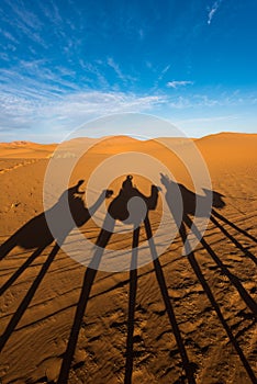 Late afternoon shadows of Dromedary camels and caravan led by Tuareg man in Merzouga, Erg Chebbi, Morocco
