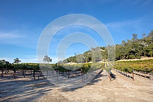 Late afternoon shadows over winery vineyard in Paso Robles California USA