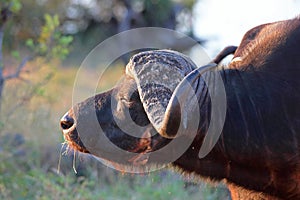 LATE AFTERNOON SUN ON FACE OF BUFFALO