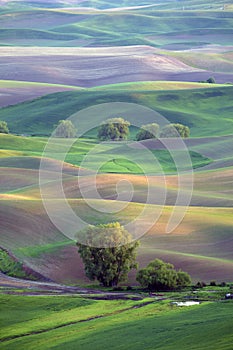 Late afternoon sun on rolling hills and farm land in the Palouse region of Washington State America