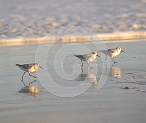 The late afternoon sun shines brightly on three sandpipers on a North Florida beach