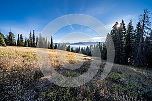 Late afternoon sunshine in a meadow in Wyoming`s Bridger Teton National Forest photo