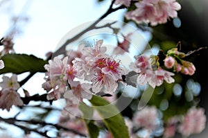 Blossoming branch of Hill Cherry photo