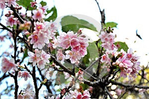 The delicate flowers of Hill Cherry photo