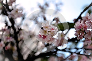 Hill Cherry`s flower in the late afternoon photo