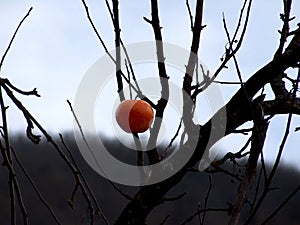 Red Apple. Allone on the Tree. photo