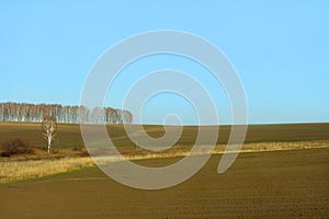 Late in the autumn, the field of winter wheat