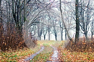 Late autumn in the forest, a road in the forest between bare trees