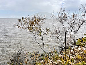 Late autumn on Lake Khanka. Russia, Primorsky Krai photo
