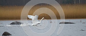 Late autumn on a lake and swan