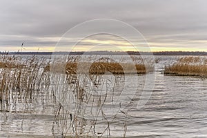 Late autumn landscape. Sunset in cloudy weather on lake with islands of dry grass of common reed.