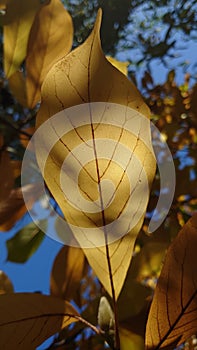 Late autumn leaf close up