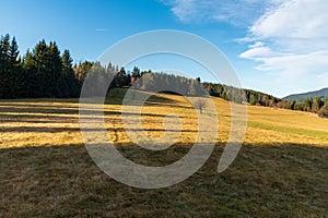 Late autumn meadow with isolated trees and forest around