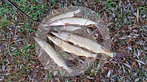 In late autumn, predatory pike fish are lying on the grassy bank of the river, covered with fallen leaves, fastened to the kukan c