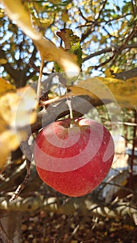 Late autumn red apple on a branch close up