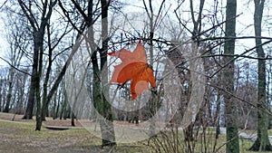 In late autumn, a red maple leaf got stuck among the bare branches of trees in the city park. The weather is cloudy