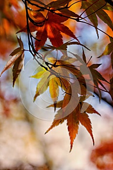 Late Autumn red maple leaves - sunny day