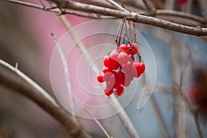 Late autumn red viburnum berries in the cold