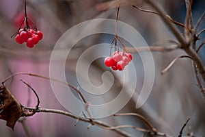 Late autumn red viburnum berries in the cold