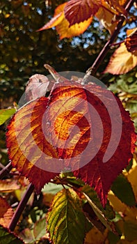 Late autumn rusty leaves close up