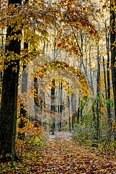 Late Autumn Snowfall Along the Avon Trail, Waterloo County, Ontario, Canada