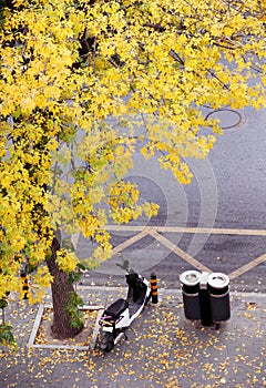 In late autumn, a two-wheeled electric vehicle was parked under a tree .