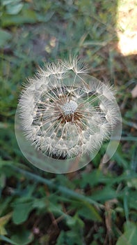 Late autumn yellow blooming dandelion flower close up