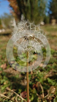 Late autumn yellow blooming dandelion flower close up