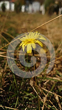 Late autumn yellow blooming flower close up