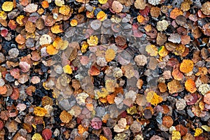 Late autumn yellow-orange-red leaves of aspen