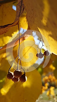 Late autumn yew leaves on a branch close up