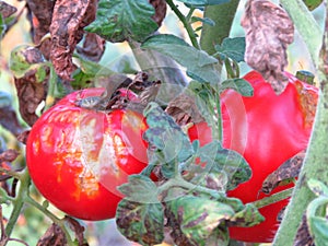 Late blight Phytophthora infestans common tomato plant diseases.Spoiled tomato harvest on vine. photo