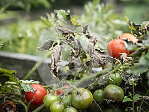Late blight of tomato - Phytophthora infestans