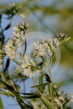 Late Boneset  605411