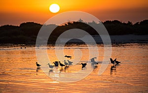 Sunrise at Ilha da Armona, Portugal photo