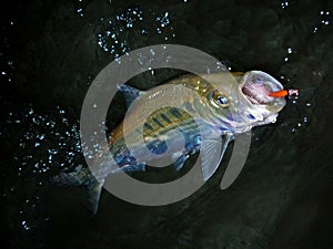 Late Evening Hickory Shad