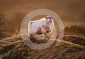 Late Evening Highlights, with backlit sheep on the rugged misty Bodmin Moor in Cornwall