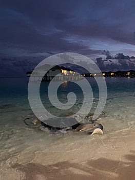 Late evening in the Maldives. Overwater villas with lights on, azure Indian Ocean waters with stingrays and little sharks swimming