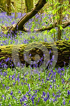 The late evening sun beams through a clump of beech trees in Dorset illuminating a carpet of bluebells